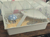 Male. Syrian hamster & full set up