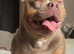 Staffy x pocket bully female