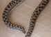 female tartar sand boa