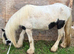 Stunning cob mare in foal