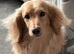 Longhair Miniature dachshund