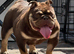 Female adult English bulldog