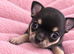 Tiny chihuahua puppies