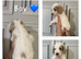Beautiful Cockapoo Puppies Looking for Loving Homes!