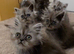 Beautiful Silver Shaded & Black Smoke Persian Kittens