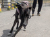Greyhound puppy
