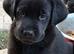 Gorgeous kc registered black Labrador girl