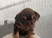 Stunning English Bulldog Puppies