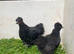 ****PekinXSilkie Pullets****