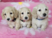 Beautiful cream long haired mini dachshunds