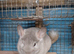 Brown Velvet   4 months old