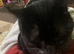 Cat for sale