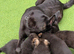 German Shepherd Puppies