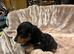 Miniature Dachshund
