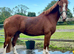 14.1hh 14yo Welsh gelding