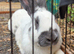 Adorable giant cross kits looking for loving homes