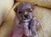True Teacup Asian Maltipoo Puppies DNA Clear