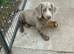 Dachshund (Girl)
