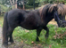 Yearling colt