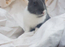 Female Netherlands dwarf mixed lionhead