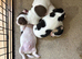 Pure Breed Jack Russell Pups