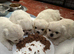 KC White Pekingese