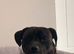 20 month Male Presa Canario