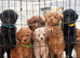 Beautiful Toy Poodle Puppies ️