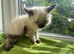 Ragdoll Sweet Kittens + chip, health card, food