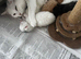Mixed breed kitten