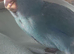 Kakarikis Handreared