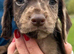 STUNNING COCKER SPANIEL PUPS
