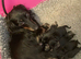Only 2 left Petite size long haired kc dachshund puppies highly dna tested parents low coefficient %
