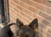 German Shepard longhair male
