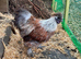 Silkie Bantam Cockerel