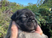 Stunning litter of 4 Orphaned Prestige Pug babies