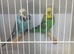 Proven Pair off exhibition Budgies
