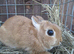 netherland dwarf female