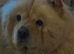 2 chow chow puppies available left out of 6