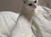 Adorable lovely  cat to re home