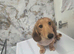 Longhair daschund puppy