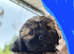 Shih tzu Puppies ready to change home.