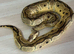 Multiple ball python sale