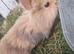 Baby Lionheads
