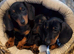 Serious enquiries only these are my babies, only the most loving forever homes need apply