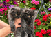Persian kittens in Barking