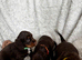 Chocolate And tan Cocker Spaniel puppies