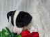 Jack Russell one beautiful boy available