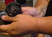 6 kittens for sale