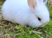 2 female lionhead x Dutch